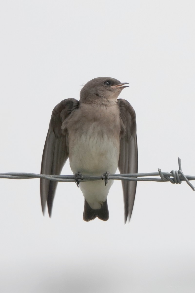 Northern Rough-winged Swallow - ML620584036