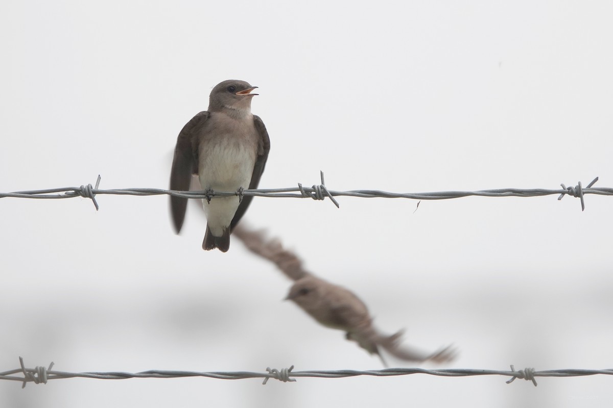 Northern Rough-winged Swallow - ML620584042