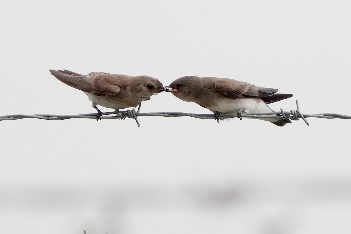 Northern Rough-winged Swallow - ML620584050