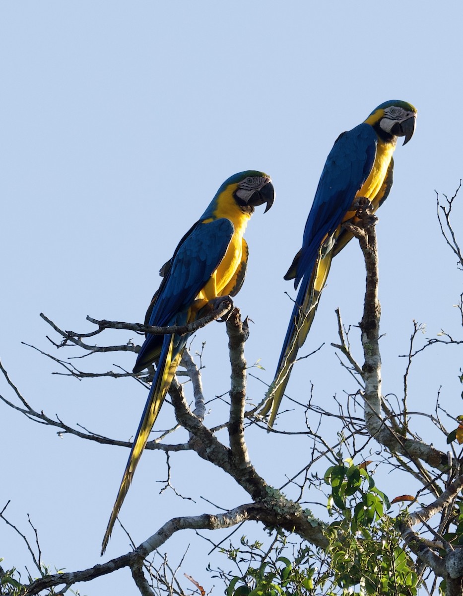 Red-bellied Macaw - ML620584056