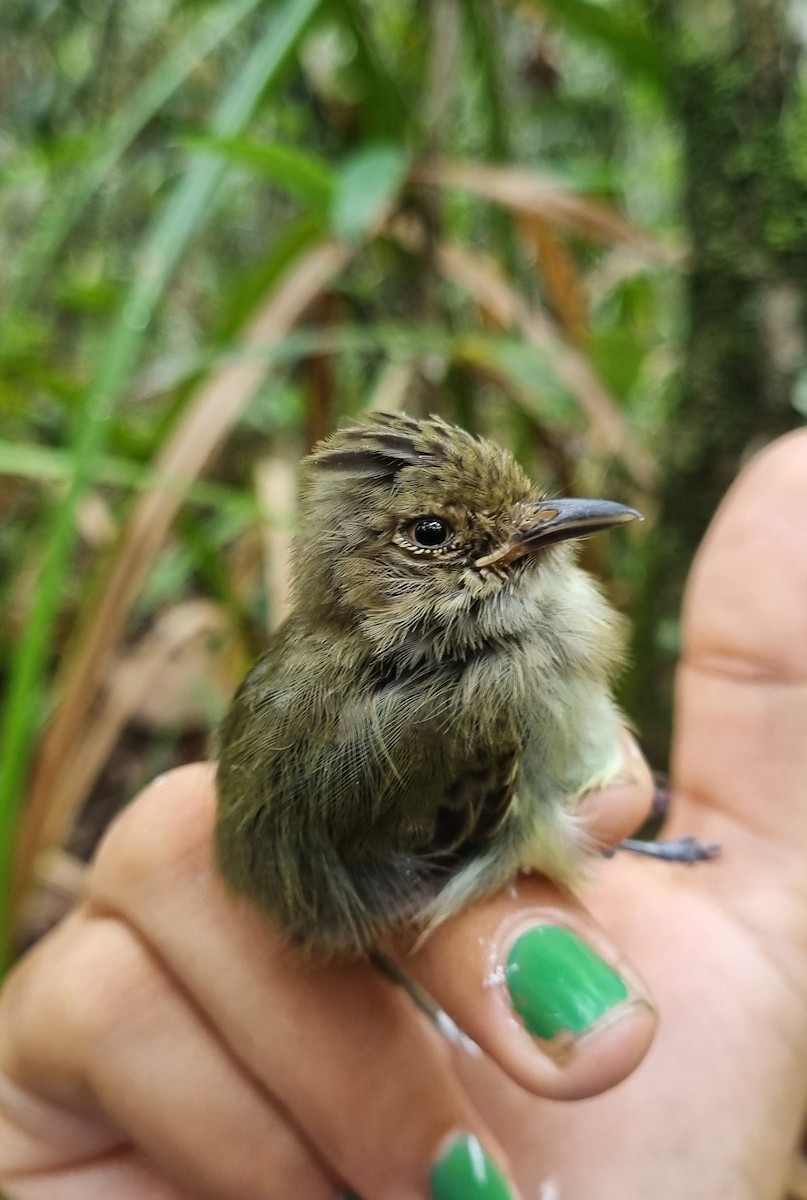 Helmeted Pygmy-Tyrant - ML620584059