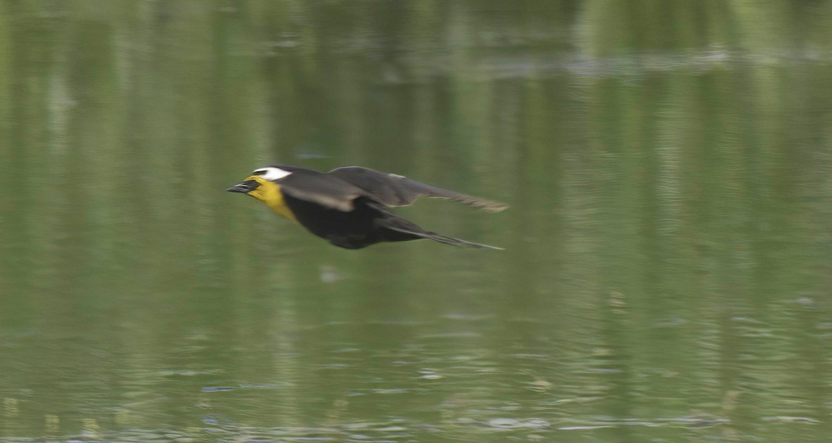 Yellow-headed Blackbird - ML620584086