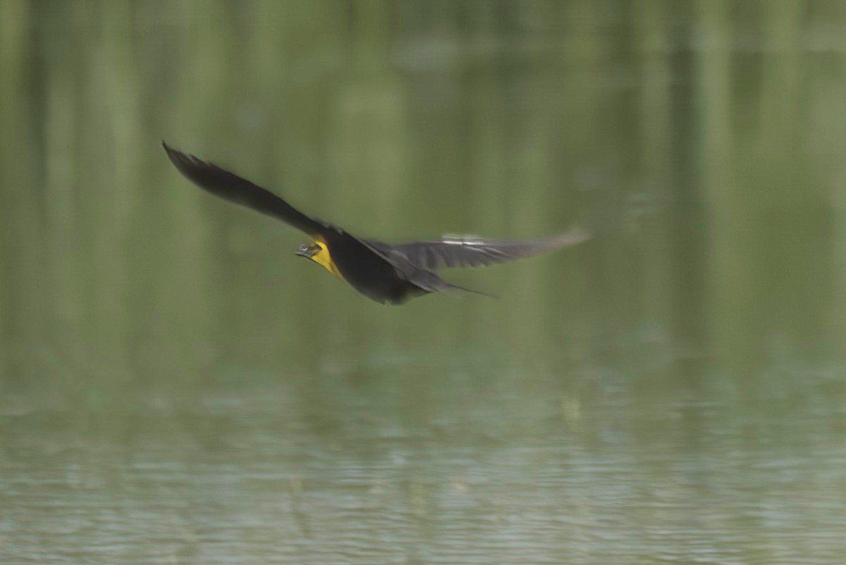 Yellow-headed Blackbird - ML620584087