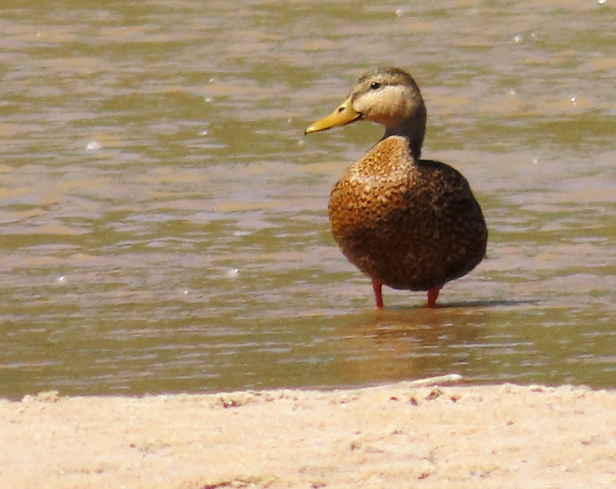 Mallard x Mexican Duck (hybrid) - ML620584101