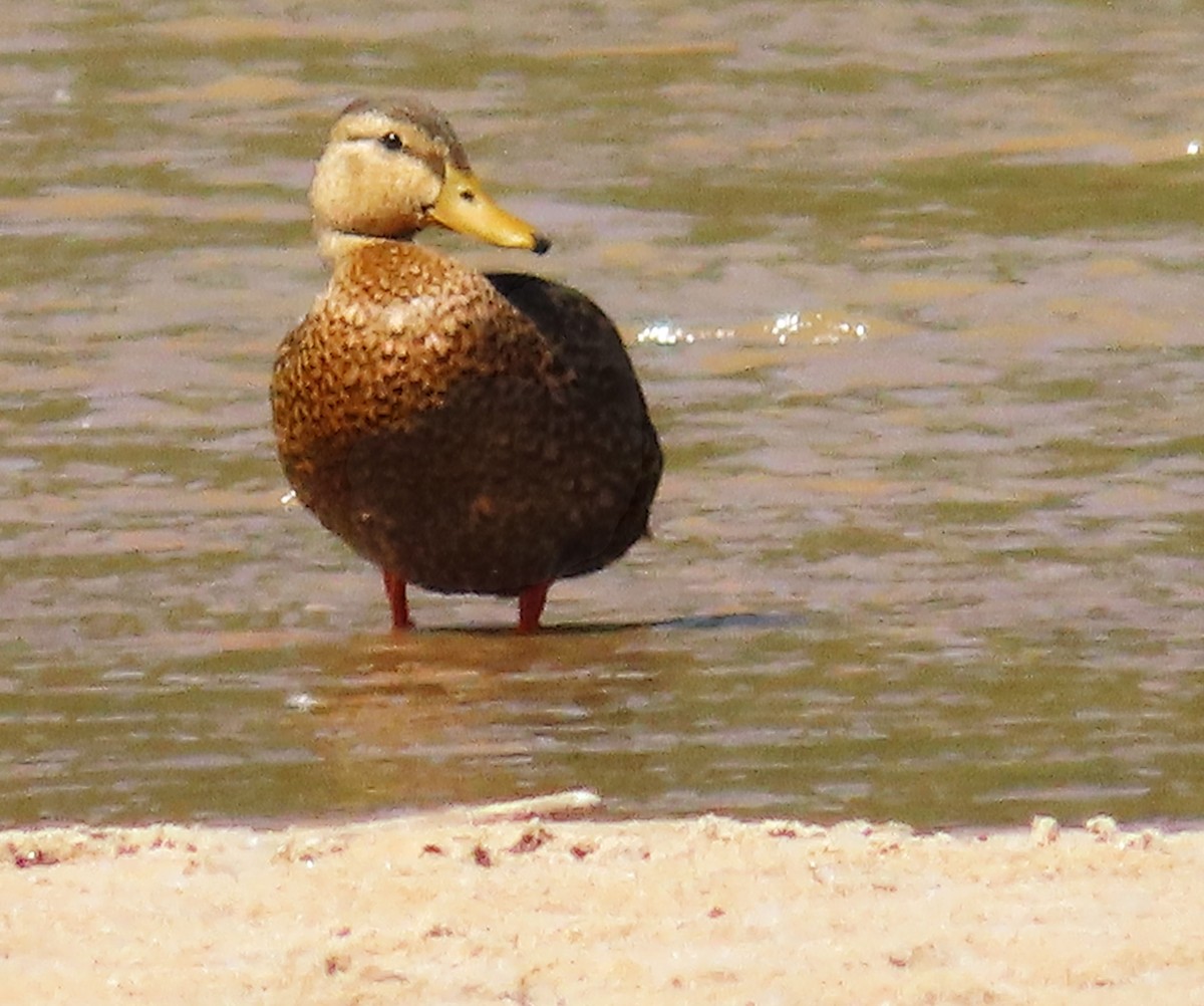 Hybride Canard colvert x C. du Mexique - ML620584102