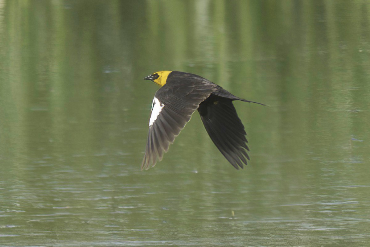 Yellow-headed Blackbird - ML620584108