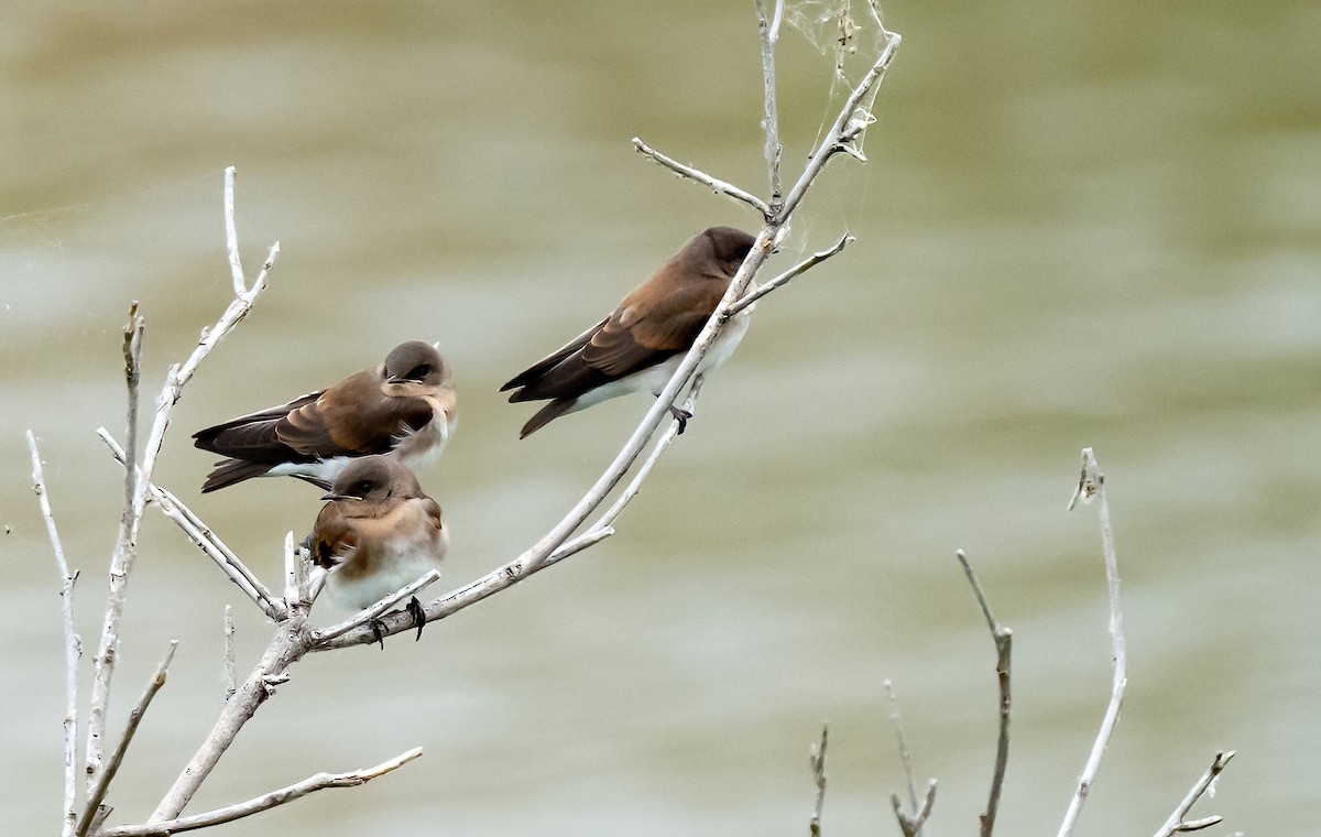 Northern Rough-winged Swallow - ML620584130