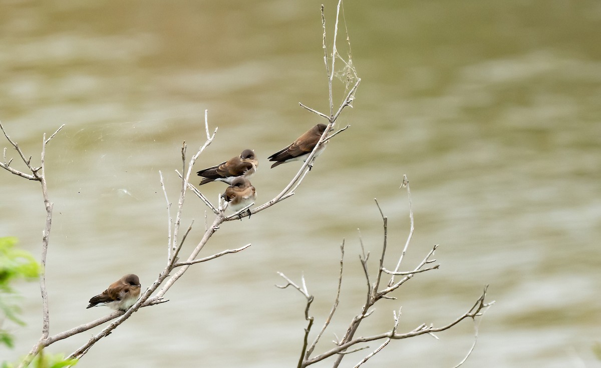 Northern Rough-winged Swallow - ML620584131