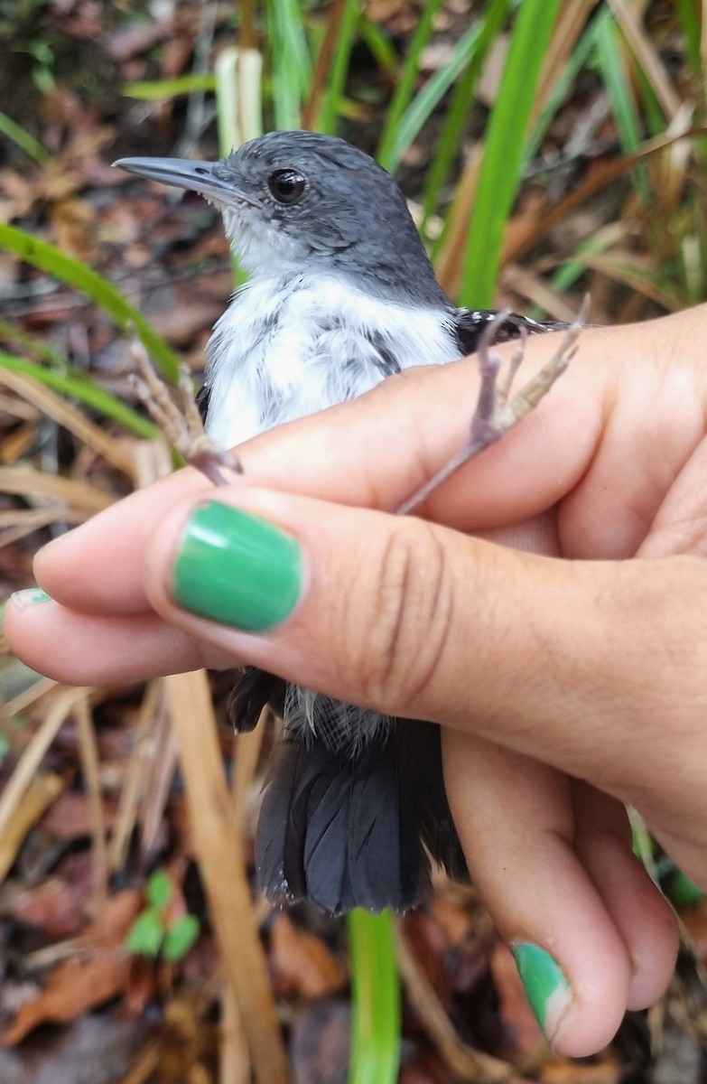 Yapacana Antbird - ML620584133