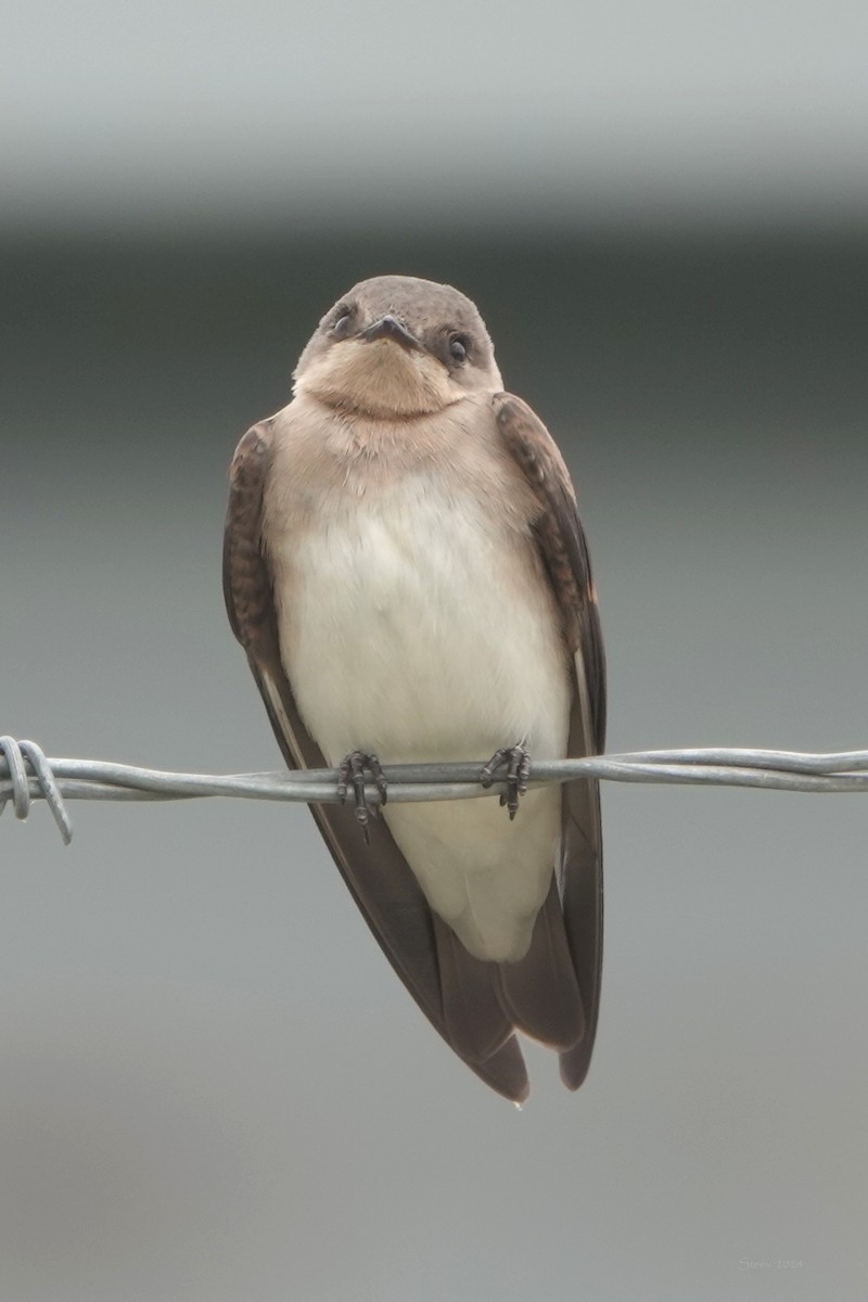 Northern Rough-winged Swallow - ML620584136