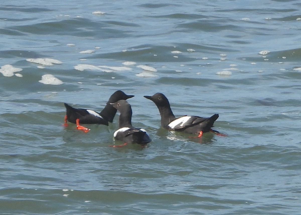 Pigeon Guillemot - Connie Nelson