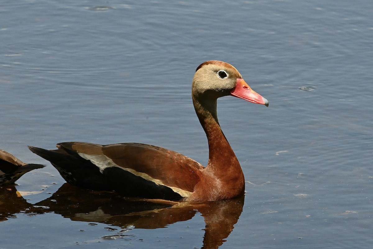 Black-bellied Whistling-Duck - Dong Qiu