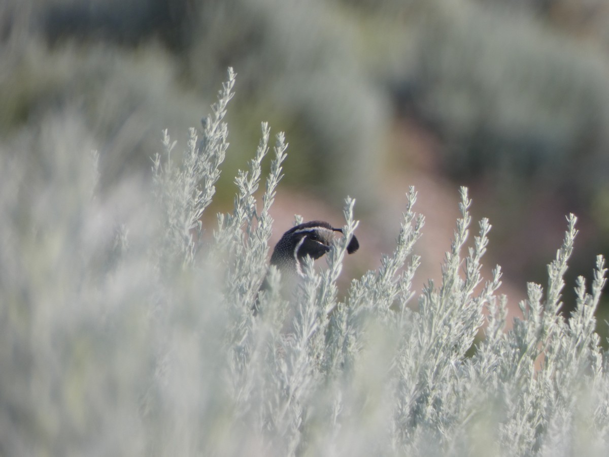 California Quail - ML620584171