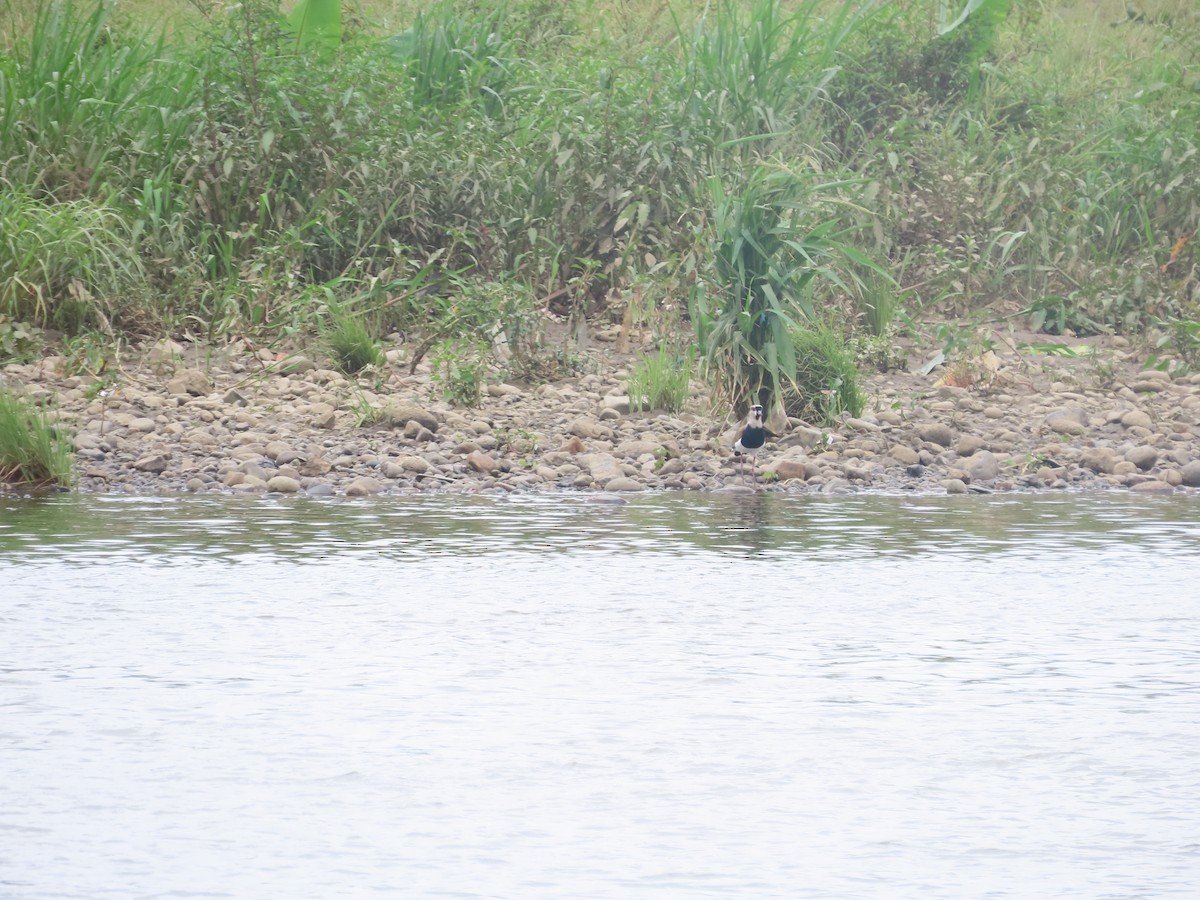 Southern Lapwing - ML620584172