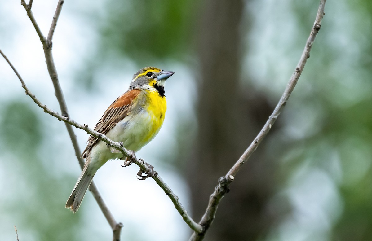 Dickcissel - ML620584175