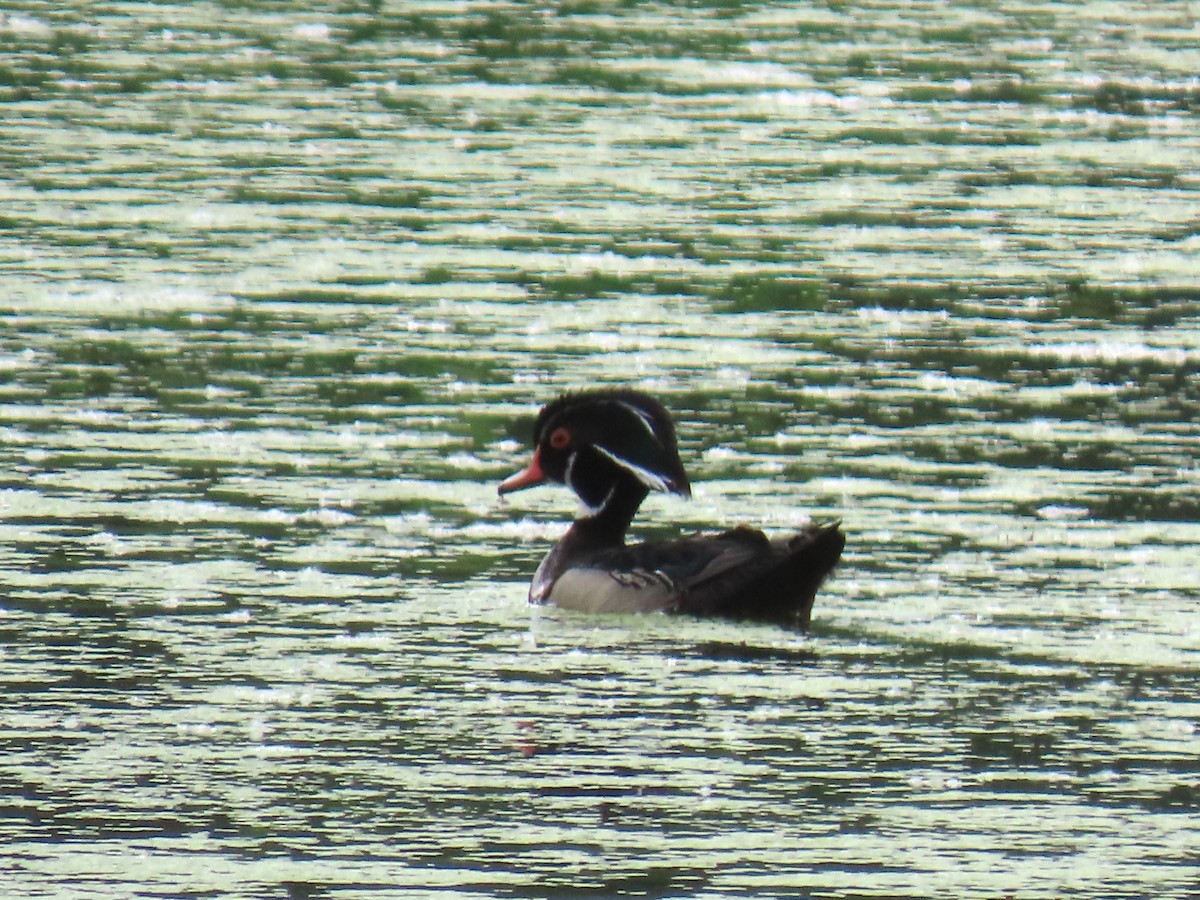 Canard branchu - ML620584176