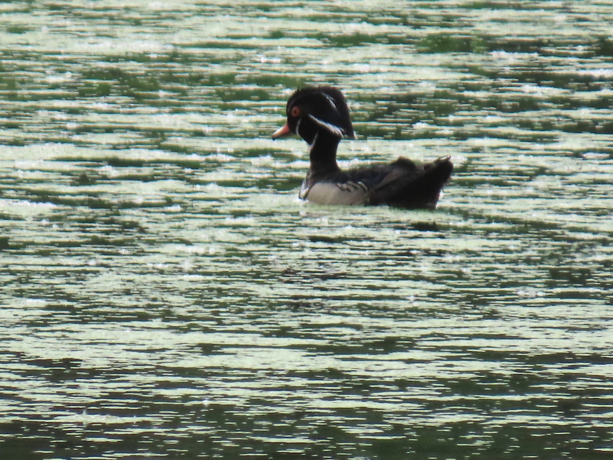 Canard branchu - ML620584180