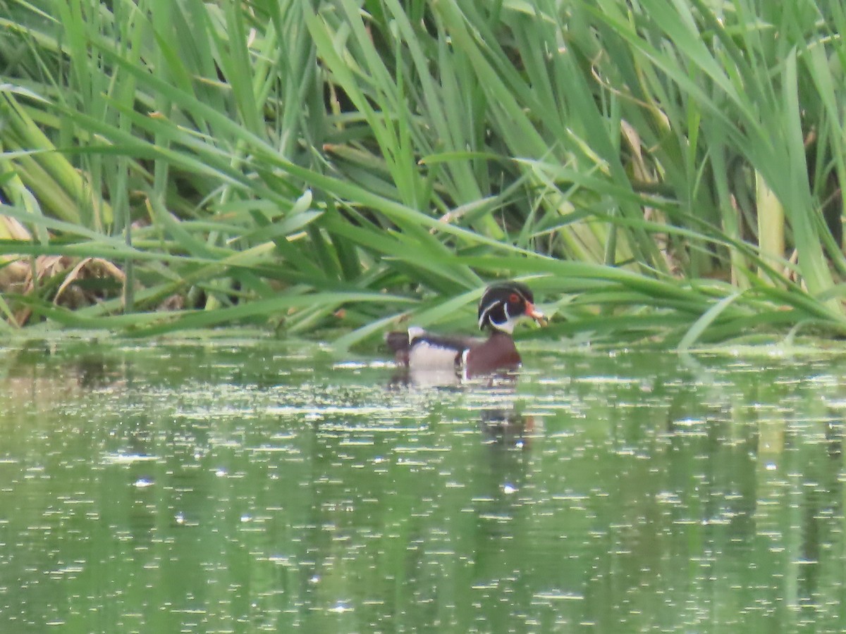 Canard branchu - ML620584185