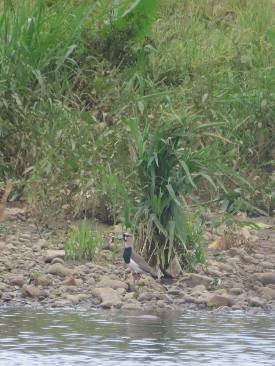 Southern Lapwing - ML620584189