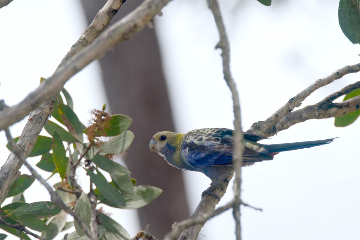 Pale-headed Rosella - Travis Vance