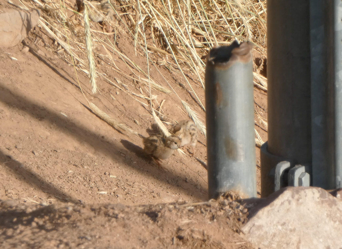 California Quail - ML620584207