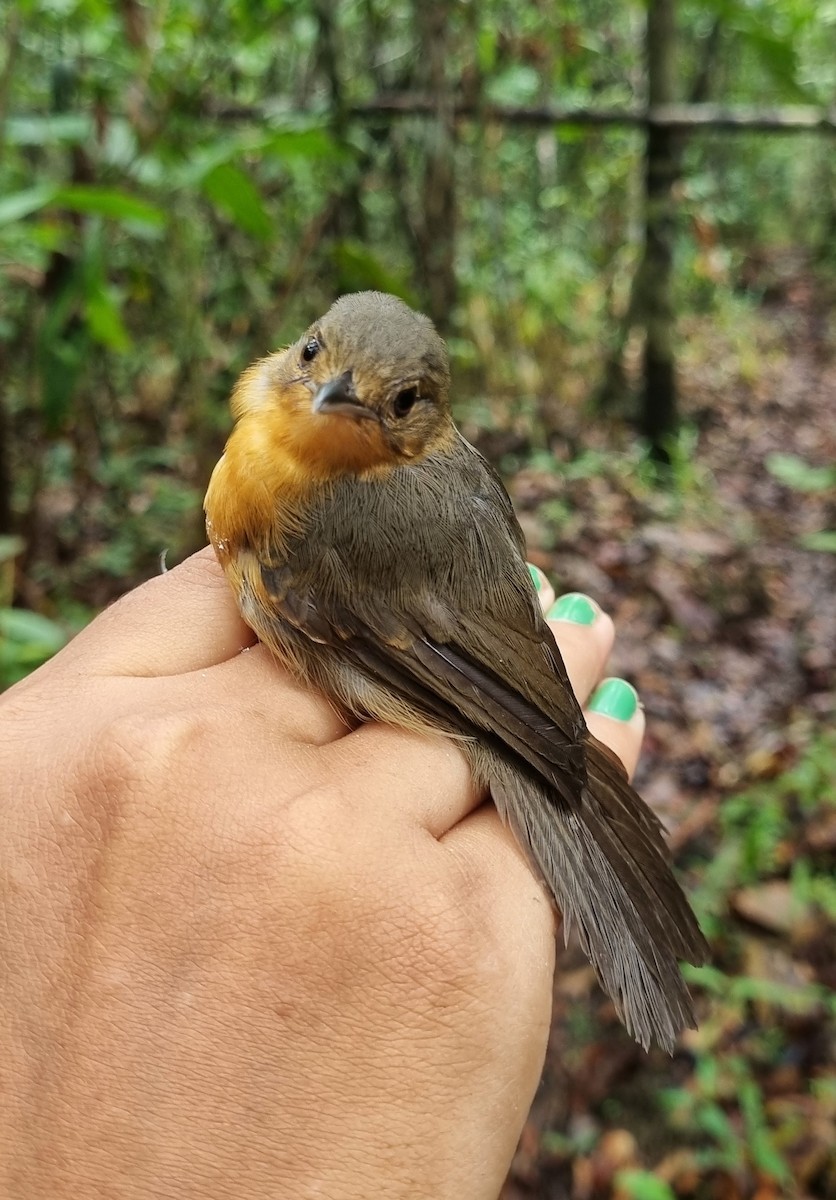 Yapacana Antbird - ML620584231