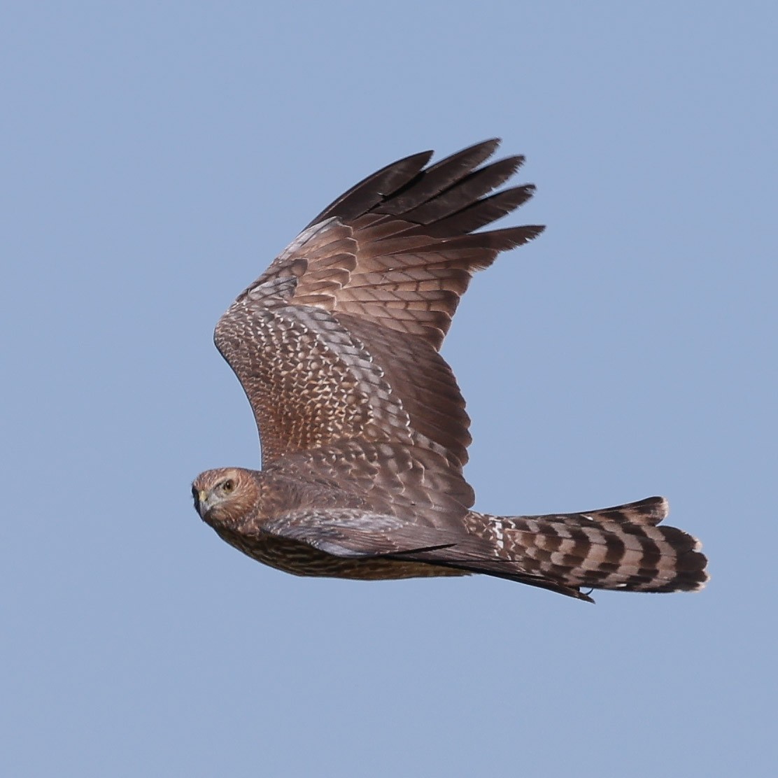 Spotted Harrier - ML620584255