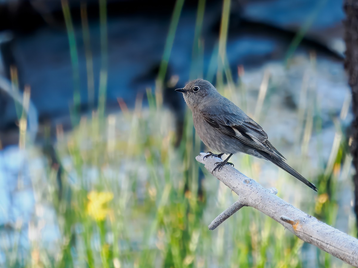 Townsend's Solitaire - ML620584264