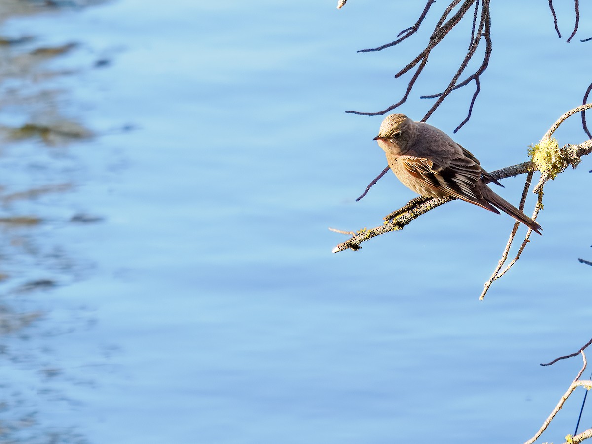 Townsend's Solitaire - ML620584265