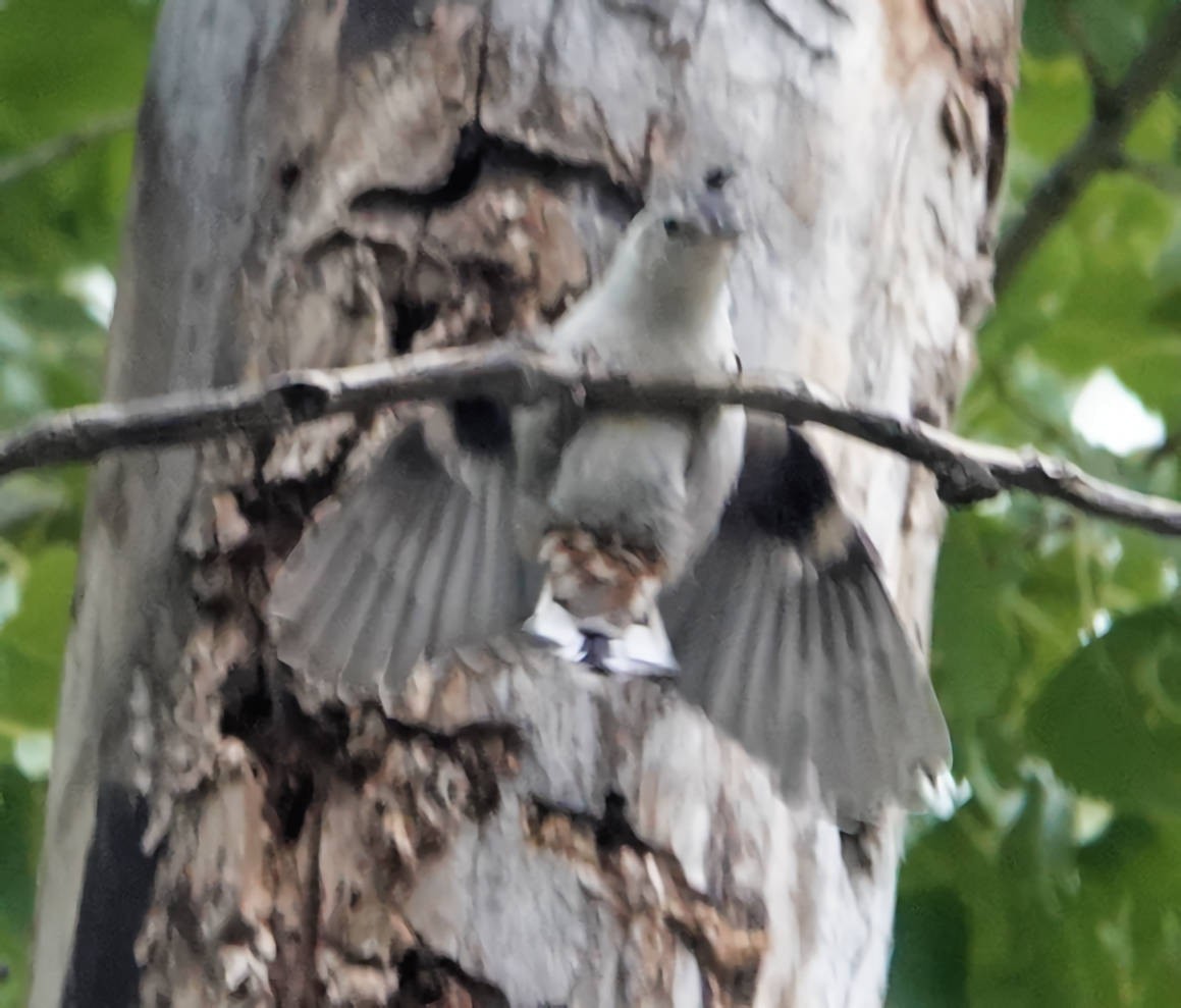 White-breasted Nuthatch - ML620584283