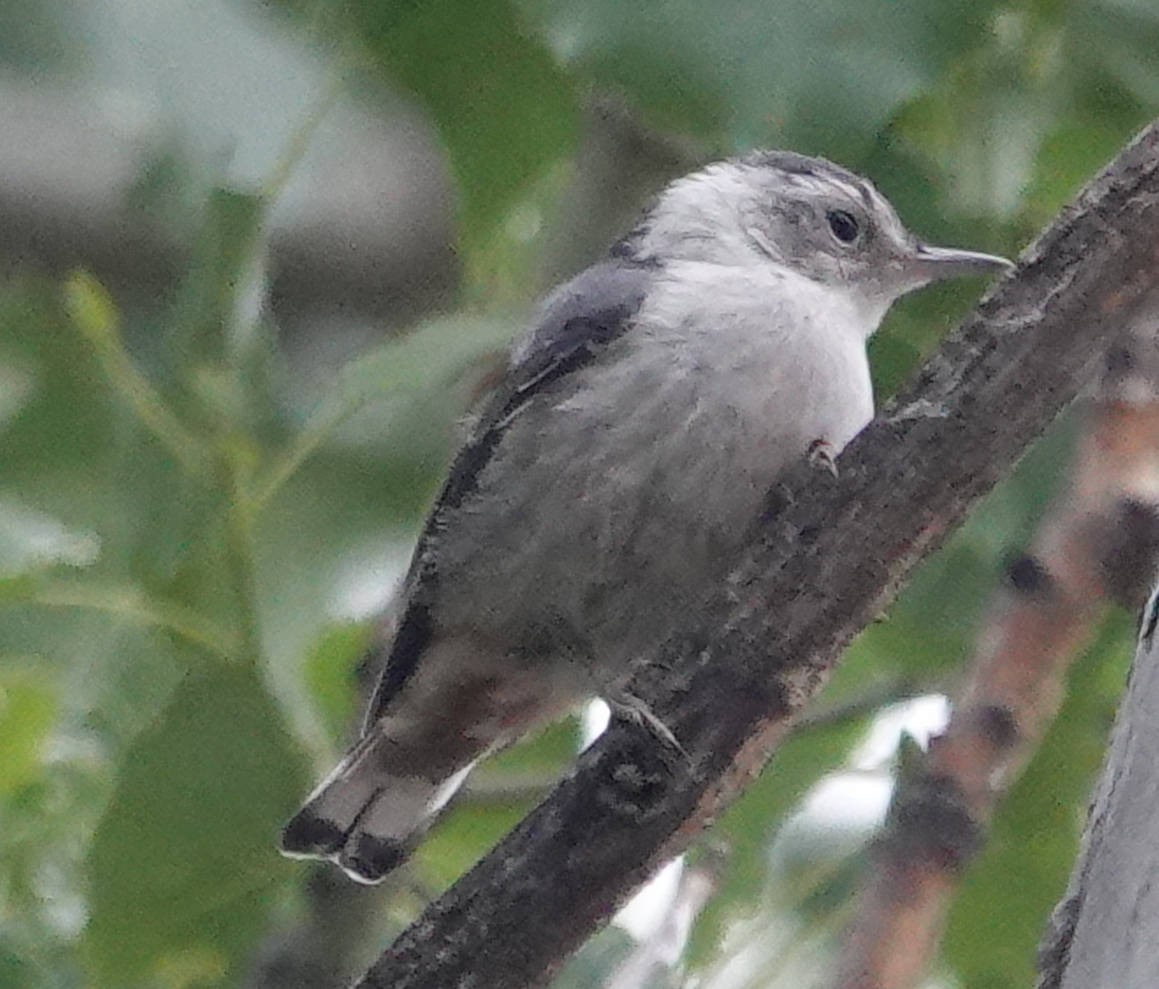 White-breasted Nuthatch - ML620584284