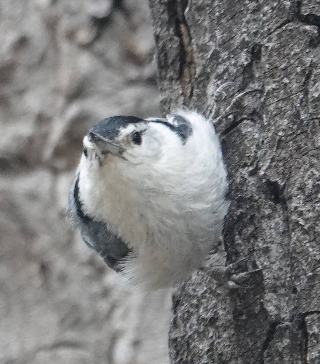 White-breasted Nuthatch - ML620584285