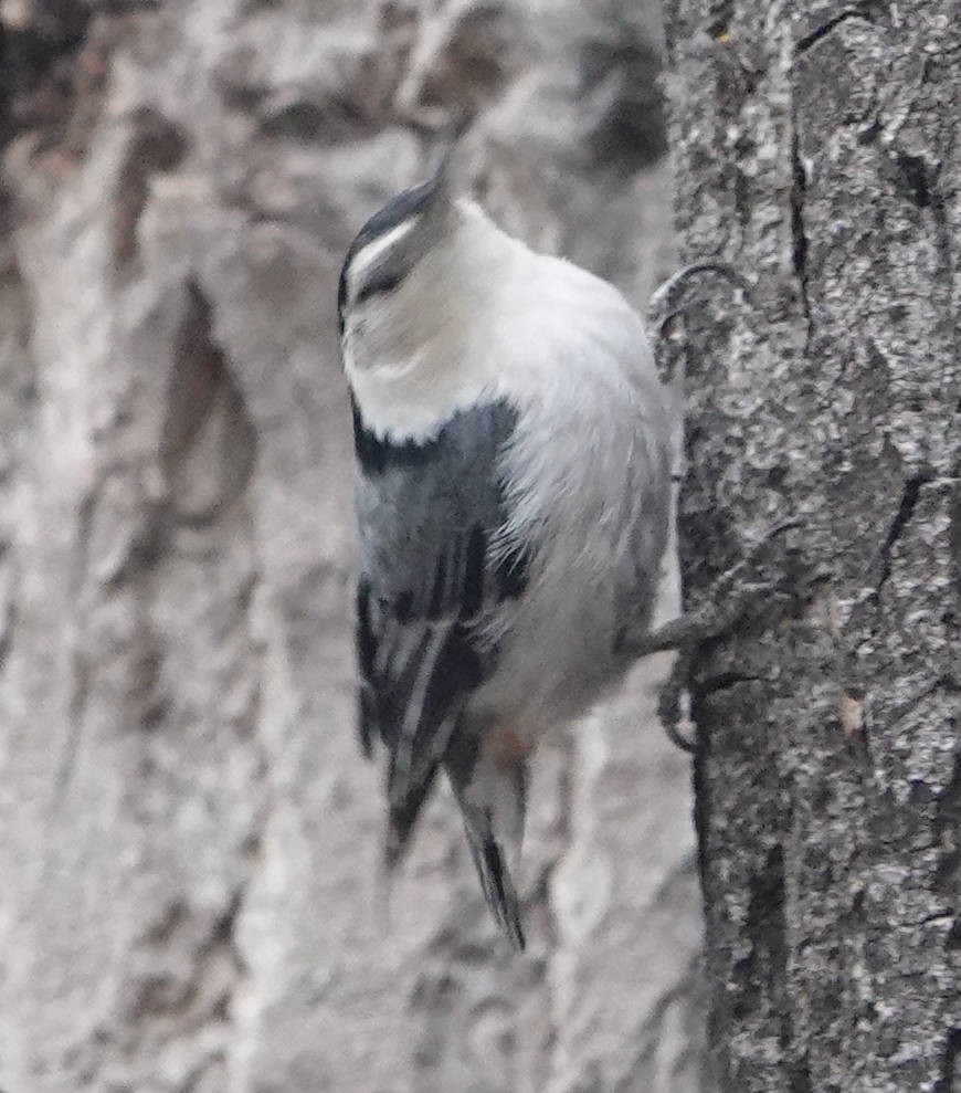 White-breasted Nuthatch - ML620584286
