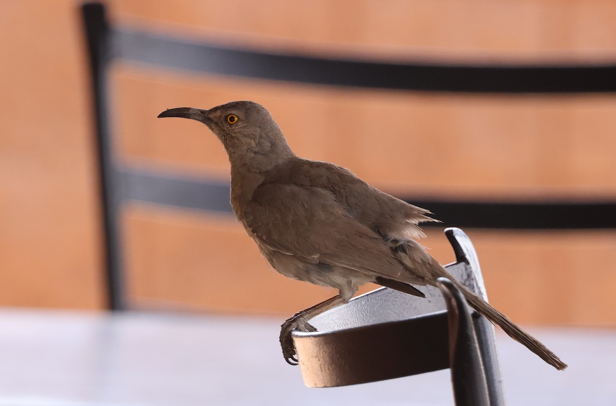 Curve-billed Thrasher - Michael Willison