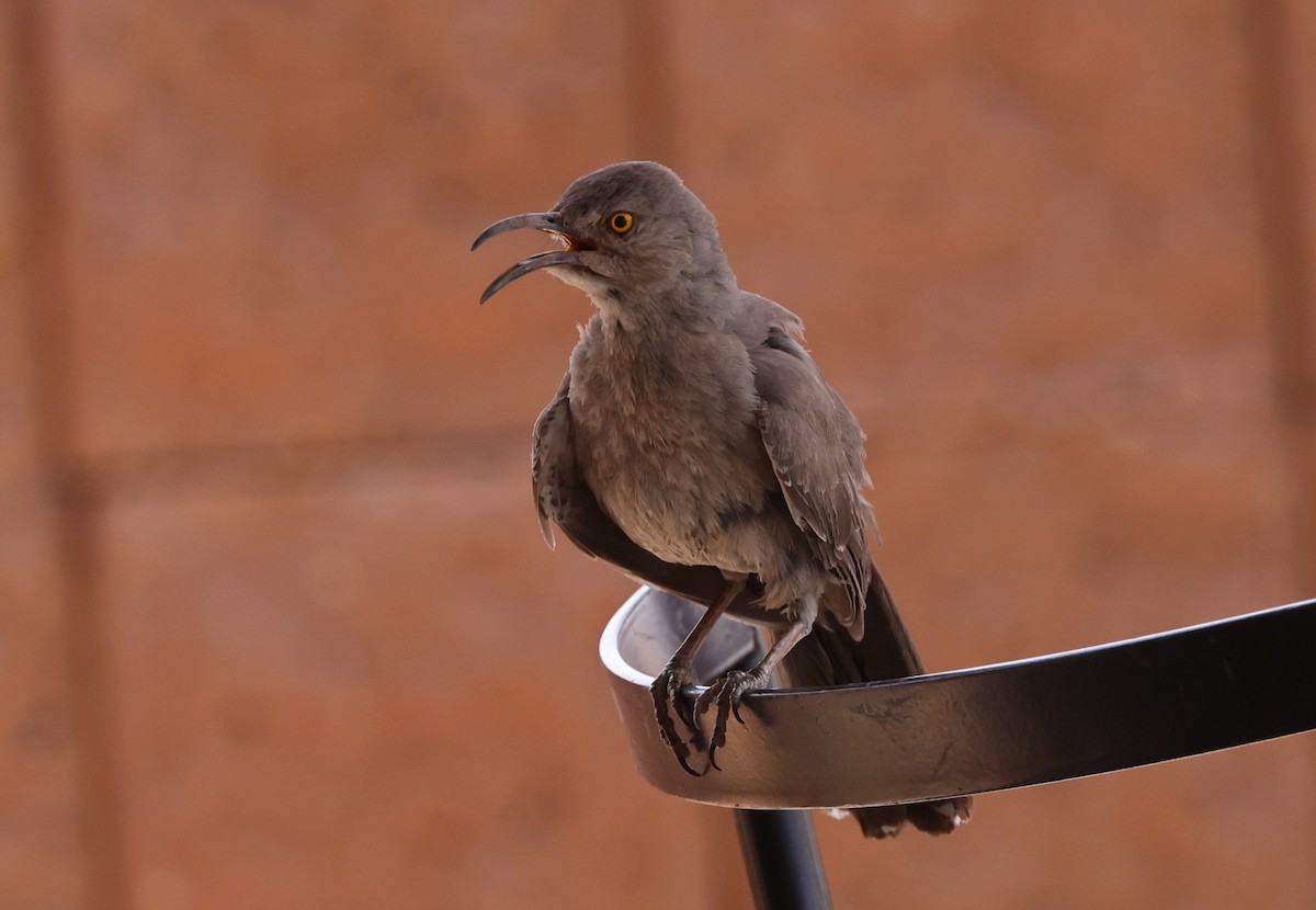 Curve-billed Thrasher - ML620584290