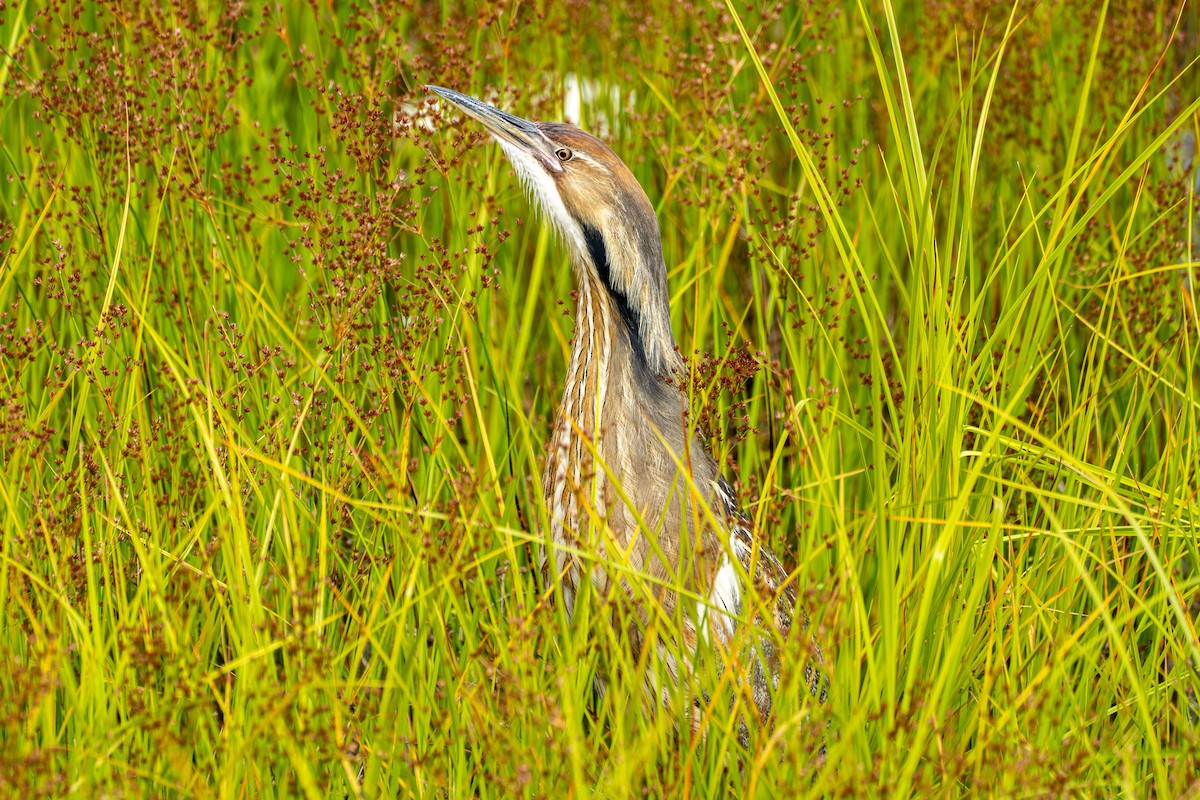 American Bittern - ML620584294