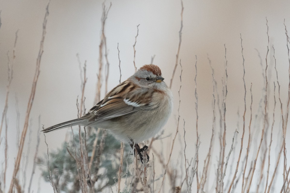 American Tree Sparrow - Ross Bartholomew