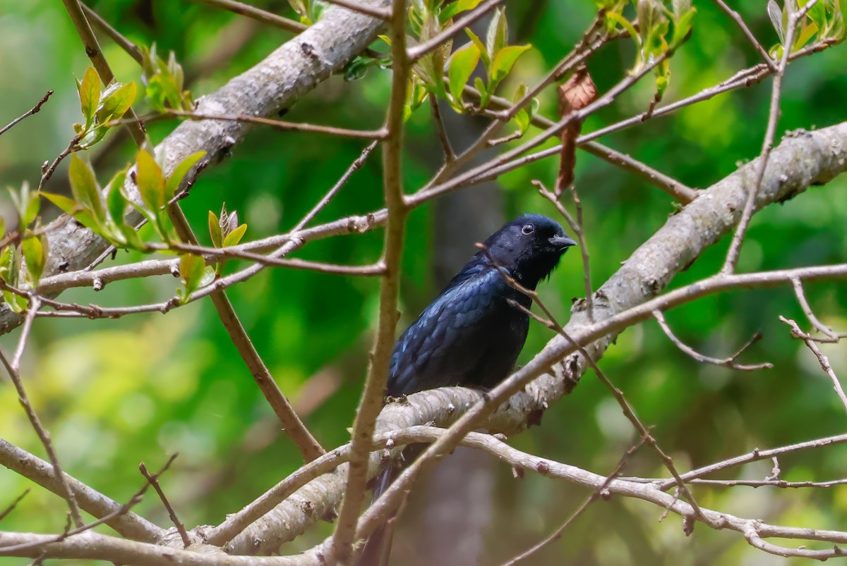 Square-tailed Drongo-Cuckoo - ML620584310