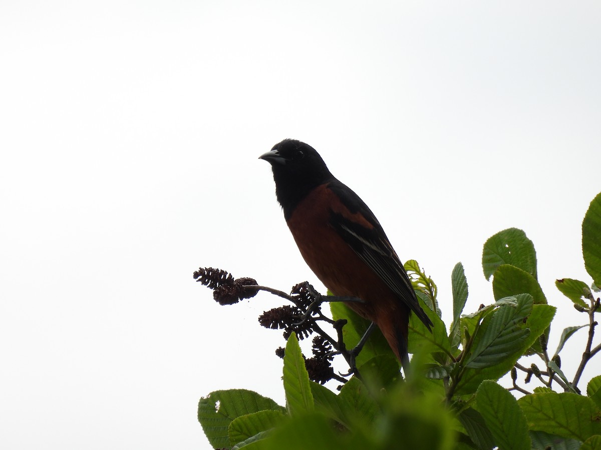 Orchard Oriole - ML620584327