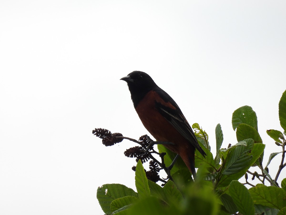 Orchard Oriole - ML620584328