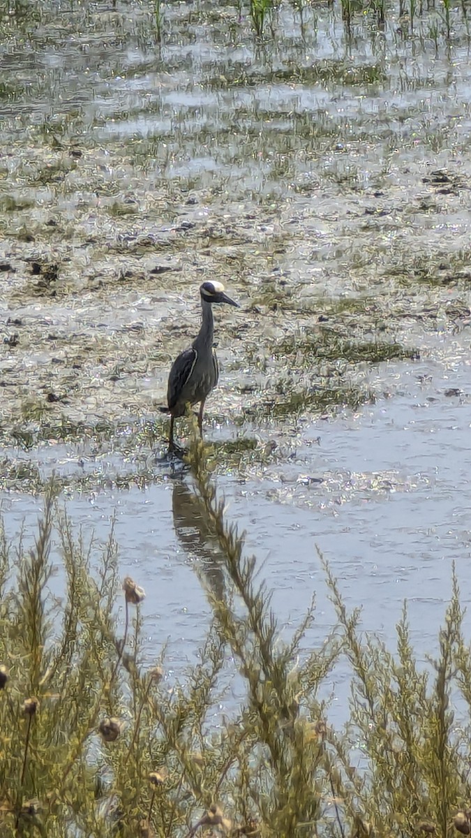 Yellow-crowned Night Heron - ML620584331