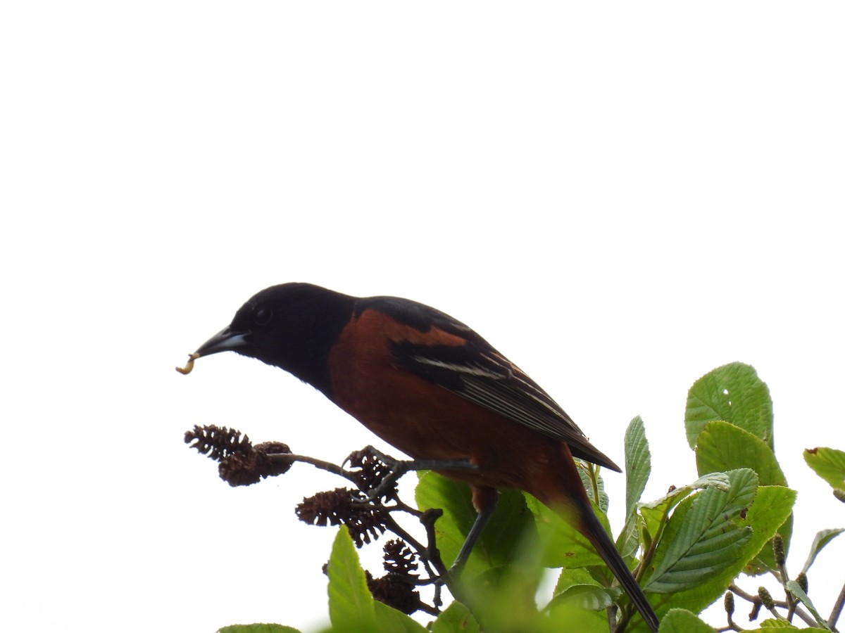 Orchard Oriole - ML620584332