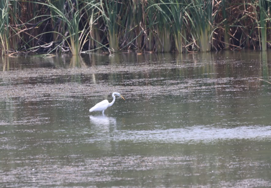 Great Egret - ML620584344