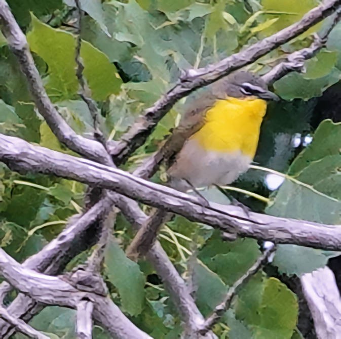 Yellow-breasted Chat - ML620584348