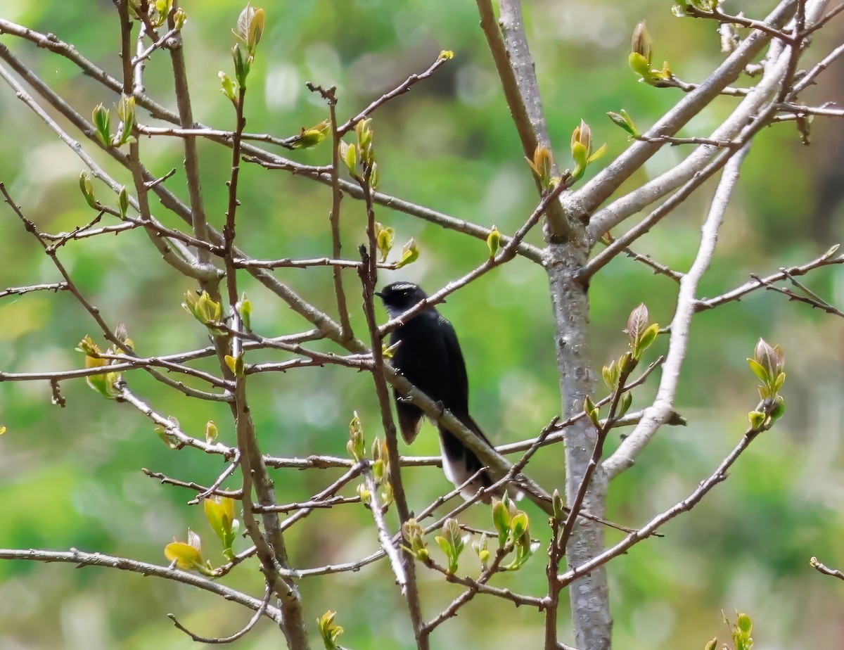 White-throated Fantail - ML620584350