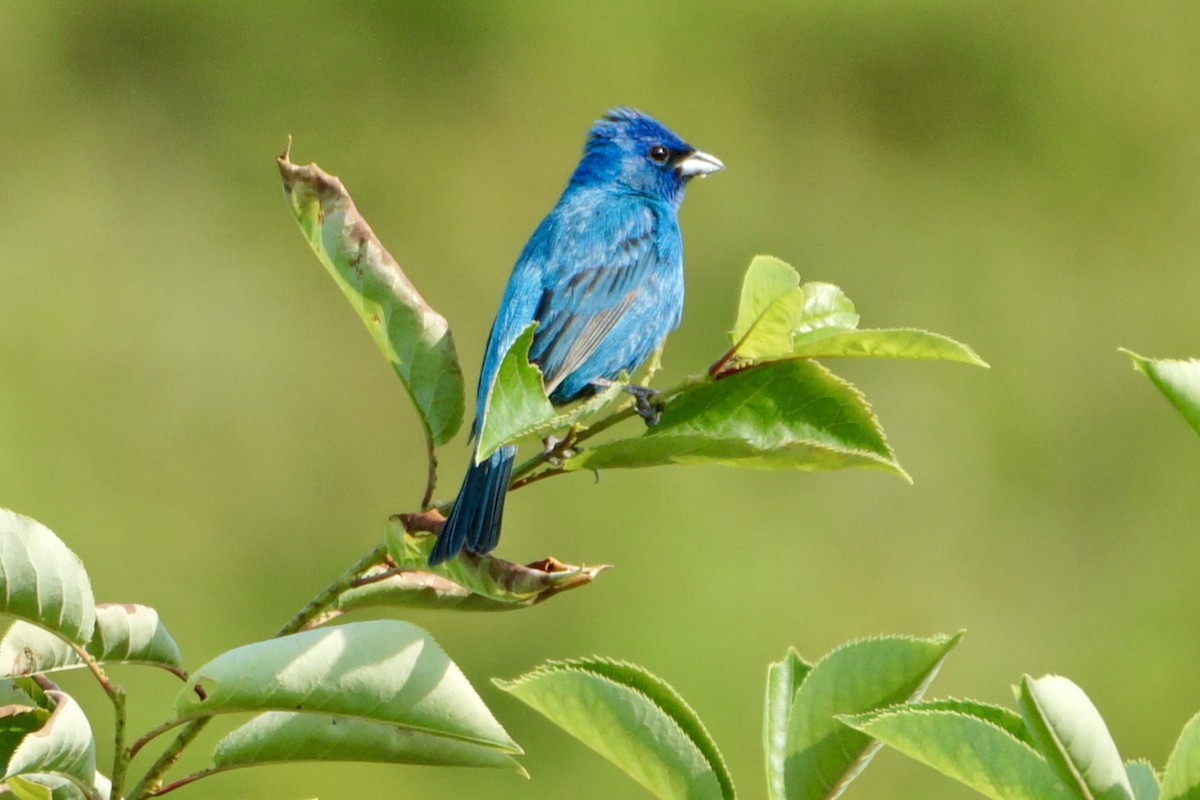 Indigo Bunting - ML620584363