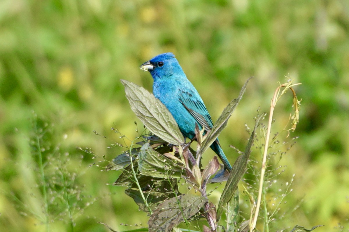 Indigo Bunting - ML620584364