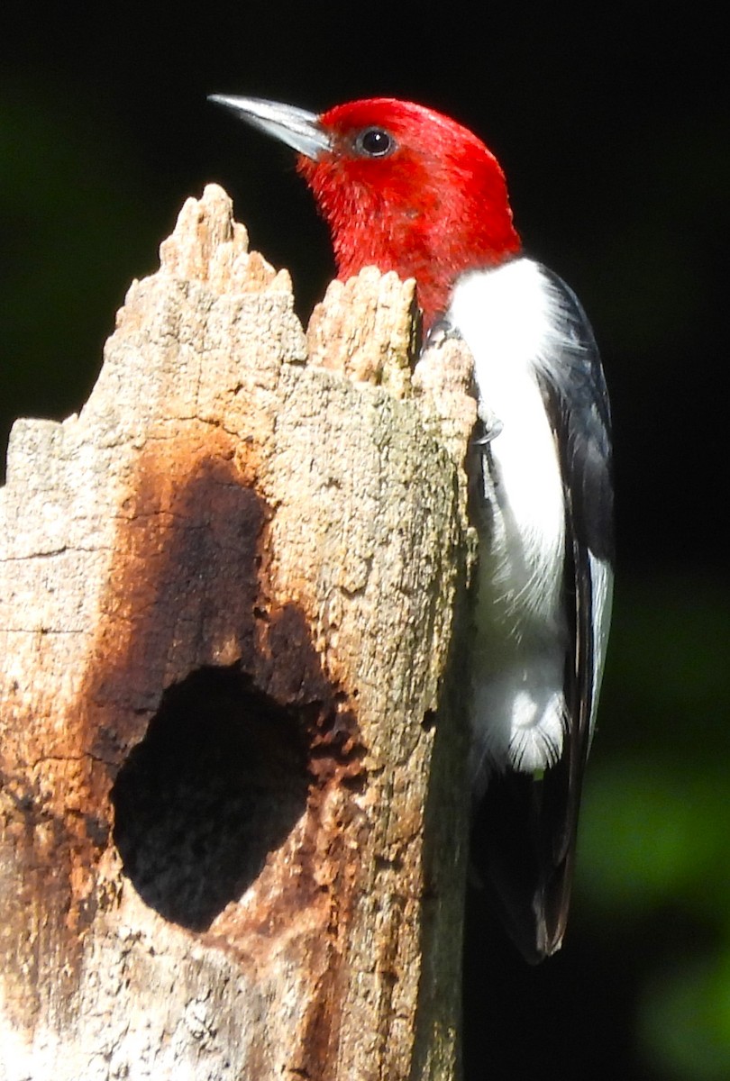 Red-headed Woodpecker - ML620584380