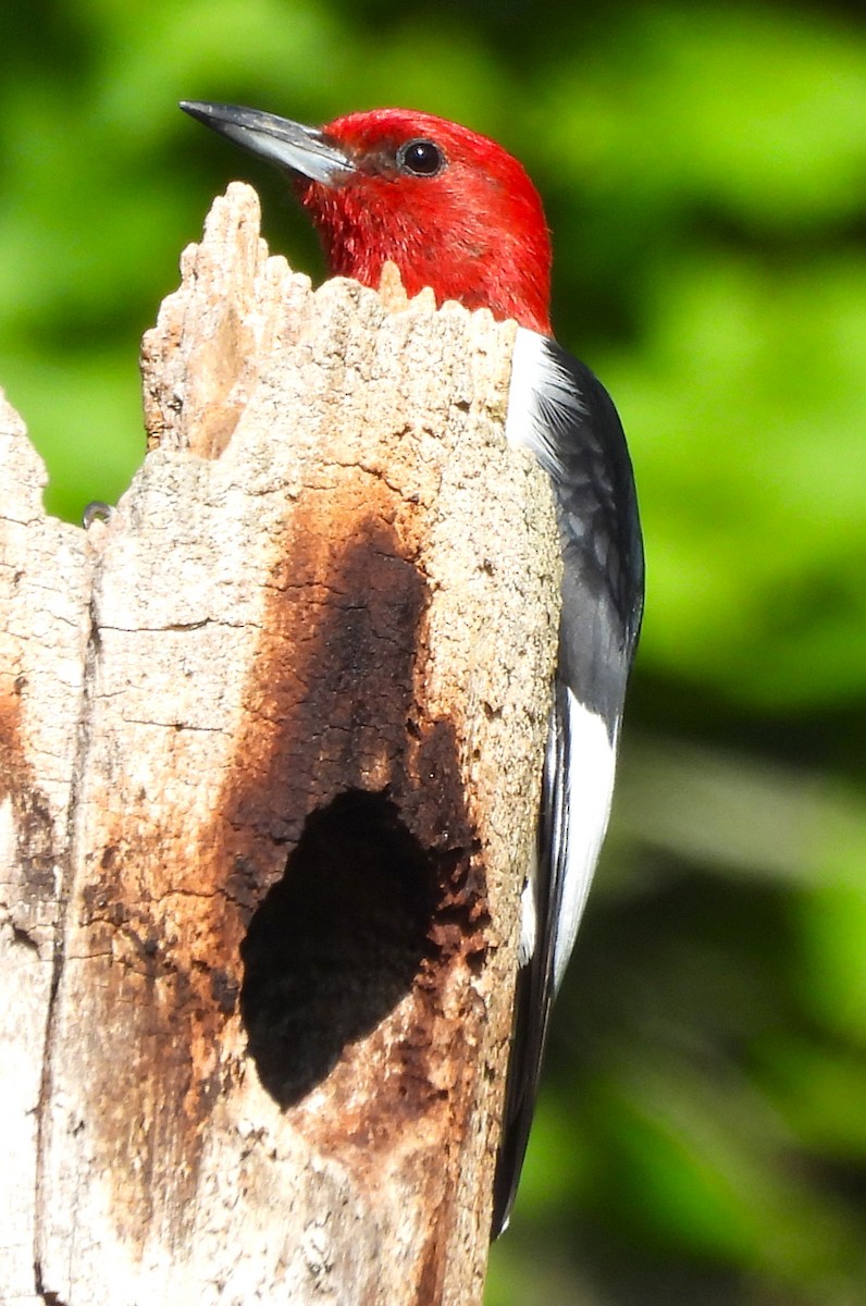 Red-headed Woodpecker - ML620584381