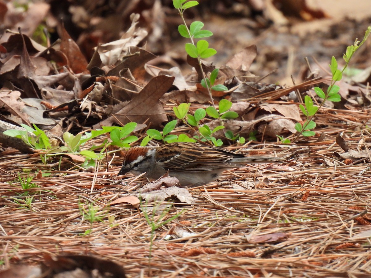 Chipping Sparrow - ML620584385